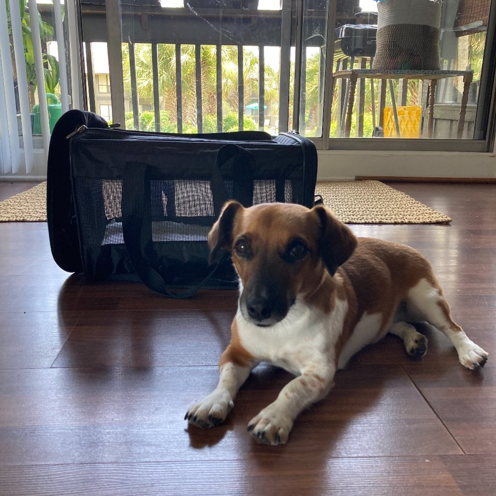 Brand new Sherpa small pet carrier, flight certified, never used